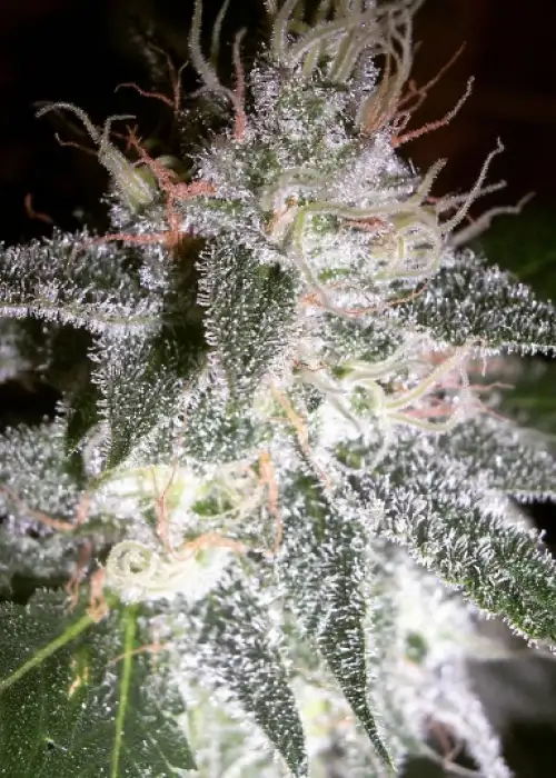 Lifestar by B.O.G. Seeds, Photoperiod cannabis strain