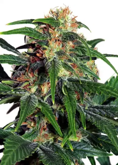 Light of Jah Auto by Amsterdam Marijuana Seeds AMS, Autoflower cannabis strain