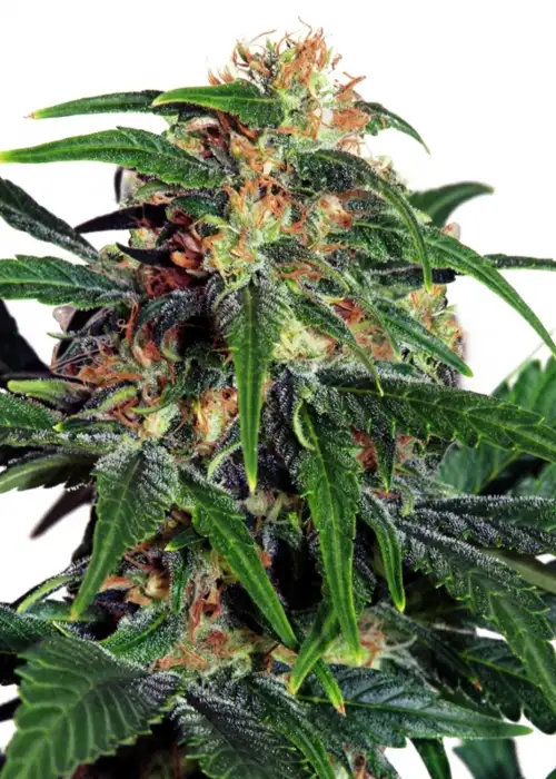 Light of Jah Auto by Amsterdam Marijuana Seeds AMS, Autoflower cannabis strain