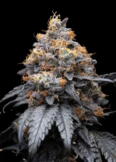 Lilac Diesel by ETHOS Genetics, Photoperiod cannabis strain
