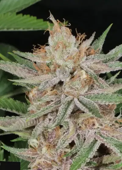 Lilac Runtz Cake Auto by Purple Caper Seeds, Autoflower cannabis strain