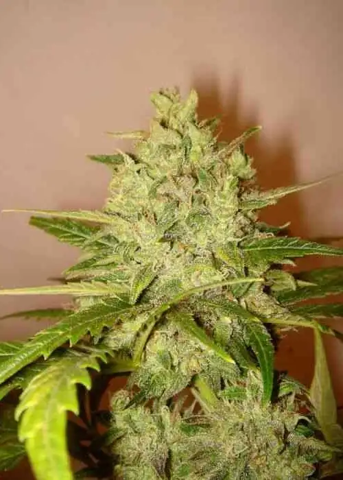 Lilly by Original Delicatessen, Photoperiod cannabis strain