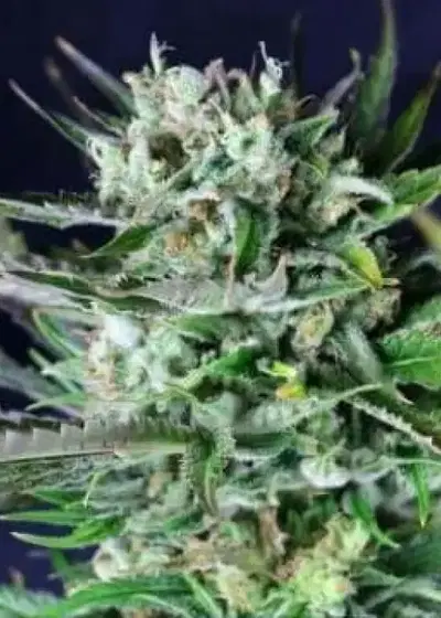 Lima Haze by Gea Seeds, Photoperiod cannabis strain