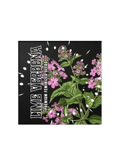 Lime Verbena by Doja Seeds, Photoperiod cannabis strain