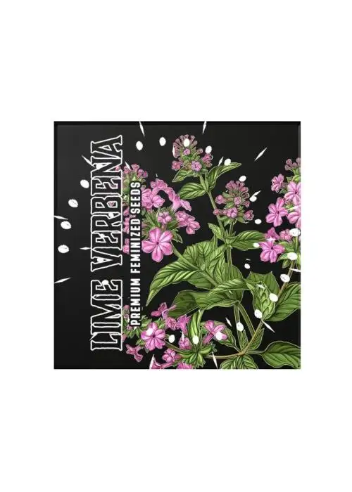 Lime Verbena by Doja Seeds, Photoperiod cannabis strain