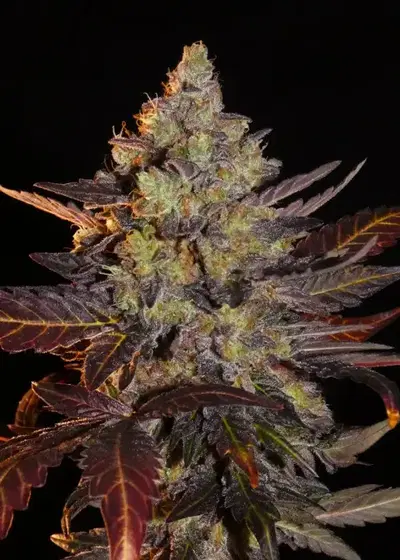 Limon Blanco V3 by Khalifa Genetics, Photoperiod cannabis strain