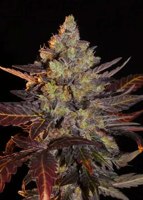 Limon Blanco V3 by Khalifa Genetics, Photoperiod cannabis strain