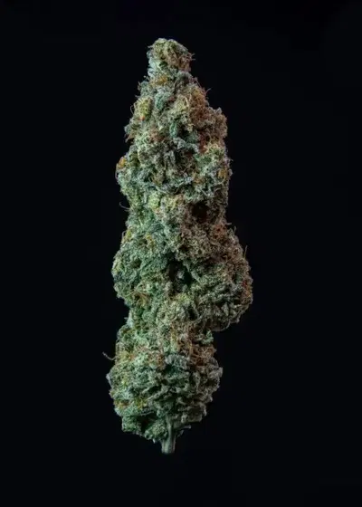 Limonada de Mango F2 by Black Tuna Seeds, Photoperiod cannabis strain