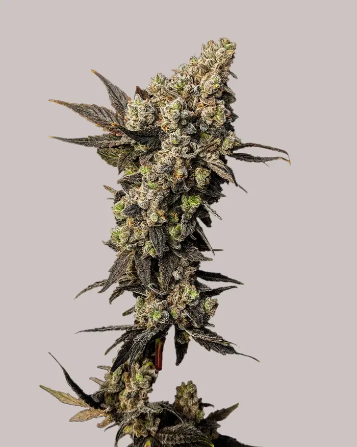 Limoncello Diesel by ILGM, Photoperiod cannabis strain