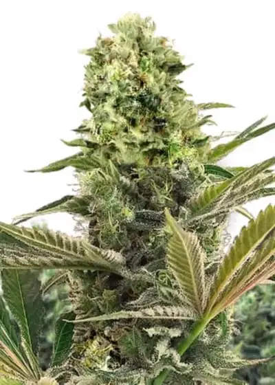 Limoncello Haze Auto by Amsterdam Marijuana Seeds AMS, Autoflower cannabis strain