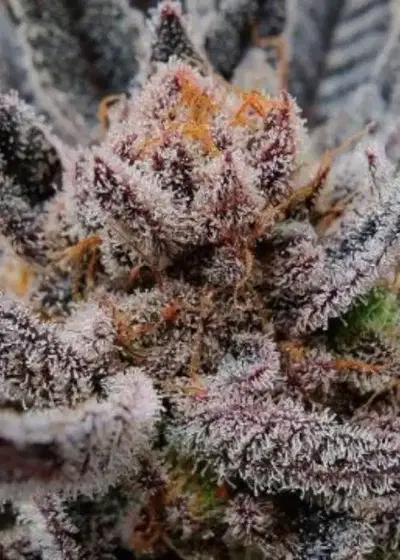Limosa by BlackFarm Genetix, Photoperiod cannabis strain