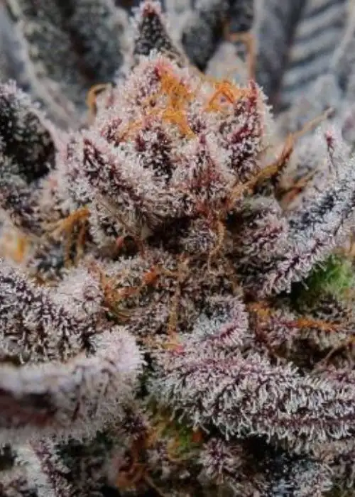 Limosa by BlackFarm Genetix, Photoperiod cannabis strain