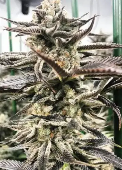 Liquirizia by BlackFarm Genetix, Photoperiod cannabis strain