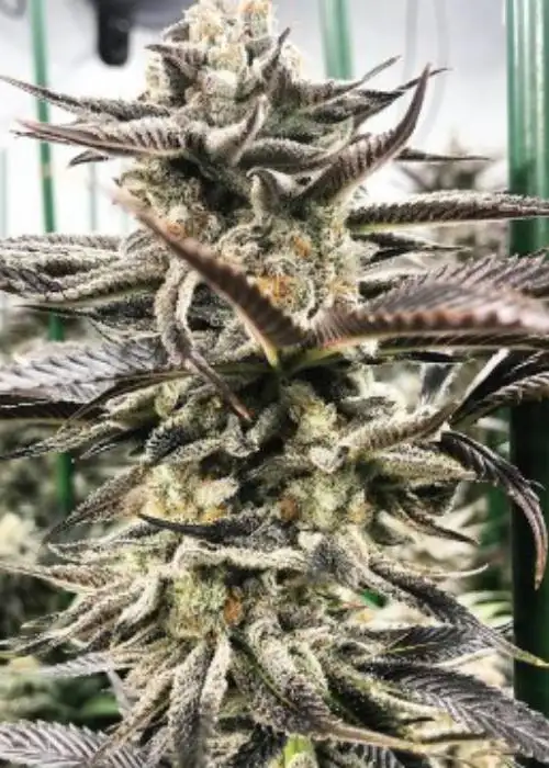 Liquirizia by BlackFarm Genetix, Photoperiod cannabis strain