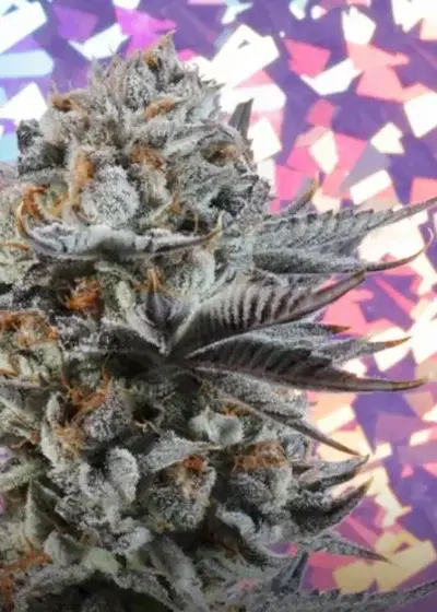 LIT Marker by LIT Farms (Lost In Translation), Photoperiod cannabis strain