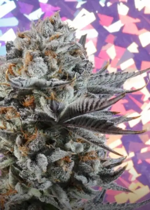 LIT Marker by LIT Farms (Lost In Translation), Photoperiod cannabis strain