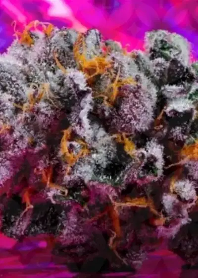 Litty WAP by LIT Farms (Lost In Translation), Photoperiod cannabis strain