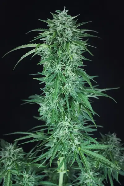 Llimonet Haze Auto CBD cannabis strain