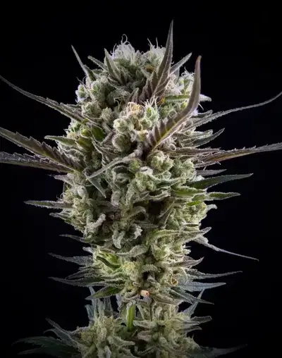 Llimonet Haze Classic CBD by Elite Seeds, Photoperiod cannabis strain