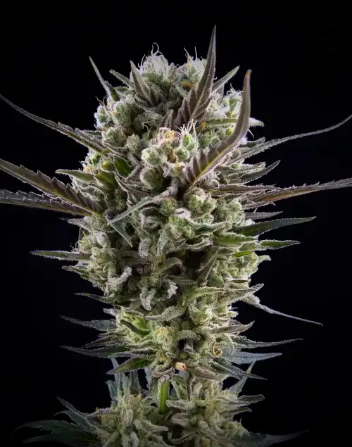 Llimonet Haze Classic CBD by Elite Seeds, Photoperiod cannabis strain
