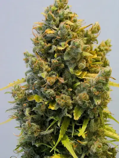Llimonet Haze Classic THC by Elite Seeds, Photoperiod cannabis strain