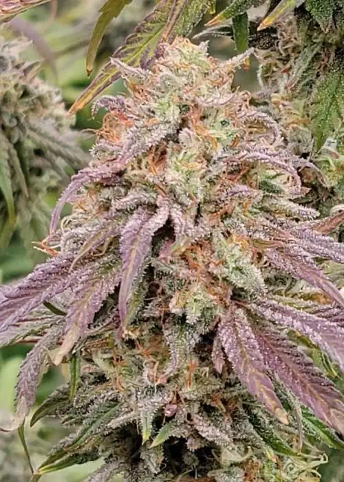 London Fog by Wizard Trees cannabis strain