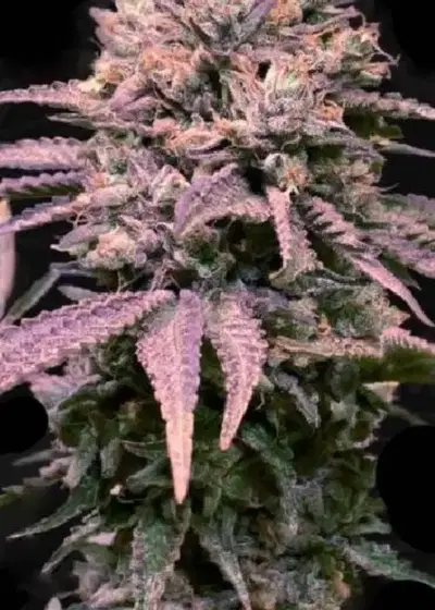London Mint Cake by T.H.Seeds, Photoperiod cannabis strain