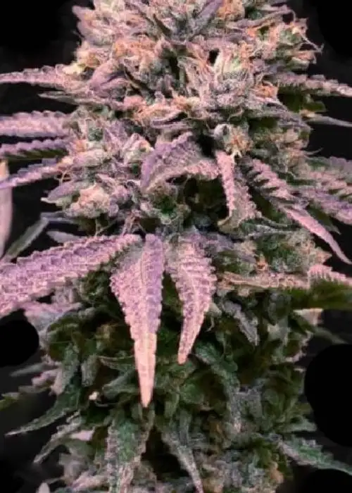 London Mint Cake by T.H.Seeds, Photoperiod cannabis strain