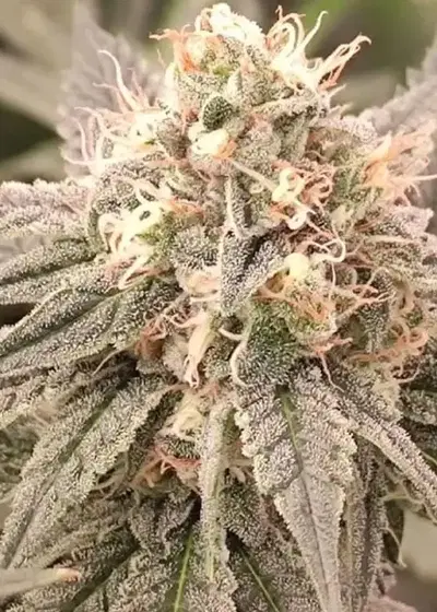 London Velvet Cake by Conscious Genetics, Photoperiod cannabis strain