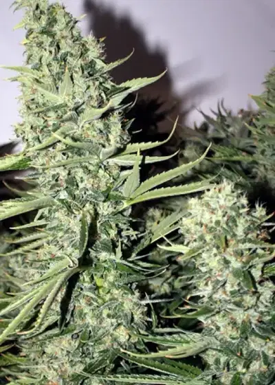 Longs Peak Blue by Rare Dankness, Photoperiod cannabis strain