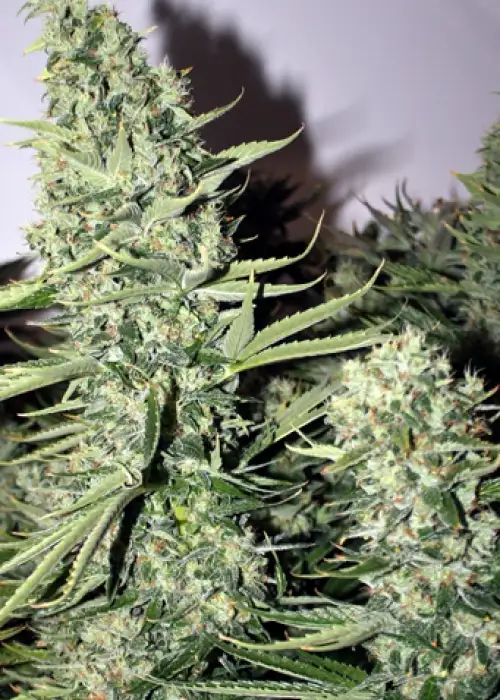 Longs Peak Blue by Rare Dankness, Photoperiod cannabis strain