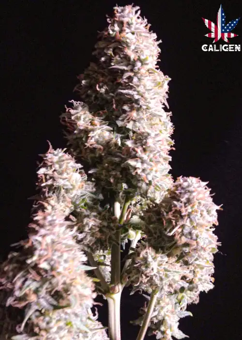 Los Garlic OG by Caligen, Photoperiod cannabis strain