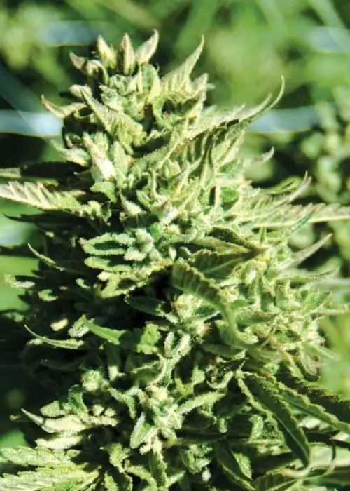 Lost Coast OG by Emerald Triangle Seeds, Photoperiod cannabis strain