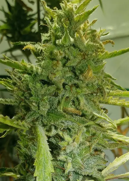 Lost Elephant by Twisted Tree Autoflowers, Autoflower cannabis strain