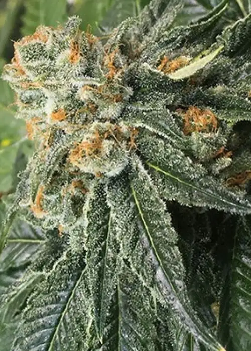 Lost Soul by Dungeons Vault Genetics, Photoperiod cannabis strain