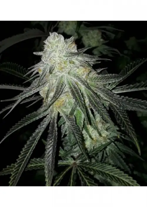 Lots of Zkittlez by The Plug Seedbank, Photoperiod cannabis strain