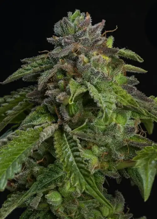 LoveShake by Tropical Seeds Company, Photoperiod cannabis strain