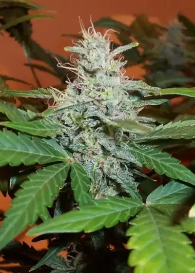 Lowryder #2 by Joint Doctor Lowryder, Autoflower cannabis strain