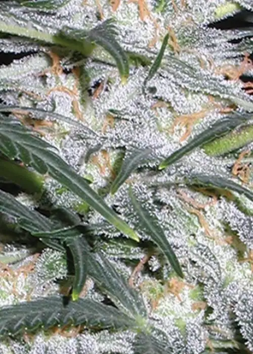 Lowryder Auto by Vision Seeds, Autoflower cannabis strain