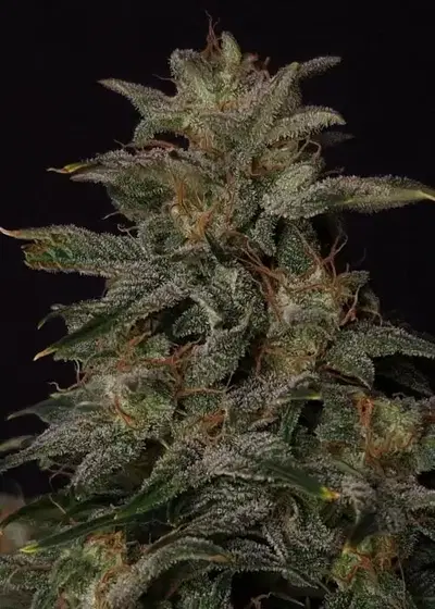 Lowryder regular by Doctor's Choice, Autoflower cannabis strain
