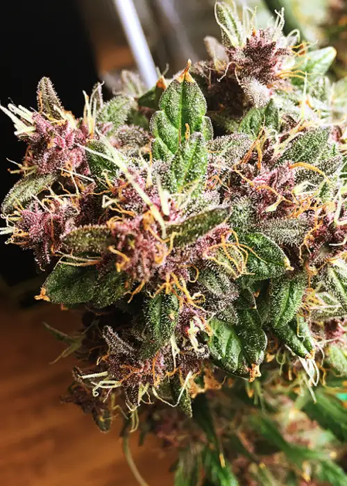 LSD Auto by Tanie Sianie, Photoperiod cannabis strain