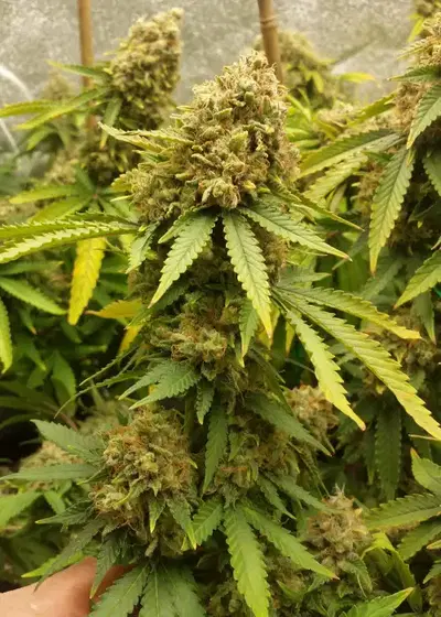 LSD Feminized by Homegrown Cannabis Co, Photoperiod cannabis strain