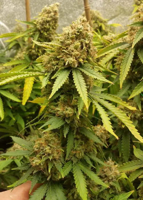 LSD Feminized by Homegrown Cannabis Co, Photoperiod cannabis strain