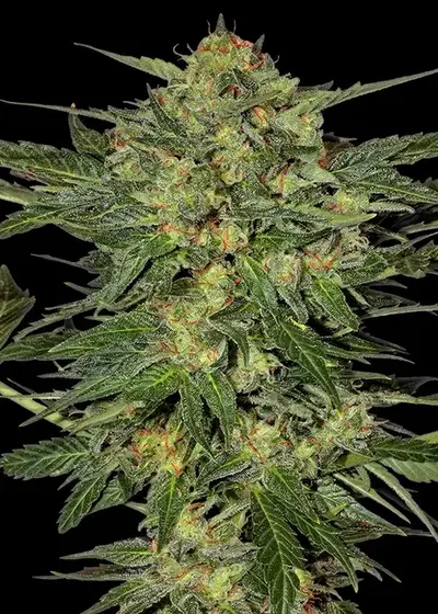LSD-Feminsed by Barney's Farm, Photoperiod cannabis strain
