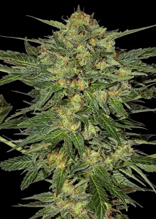LSD-Feminsed by Barney's Farm, Photoperiod cannabis strain