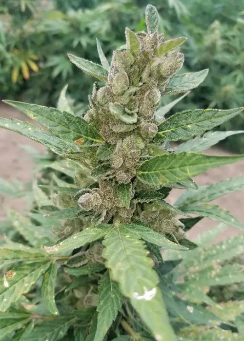LSD XL Autoflower by G.O.A.T Genetics, Autoflower cannabis strain