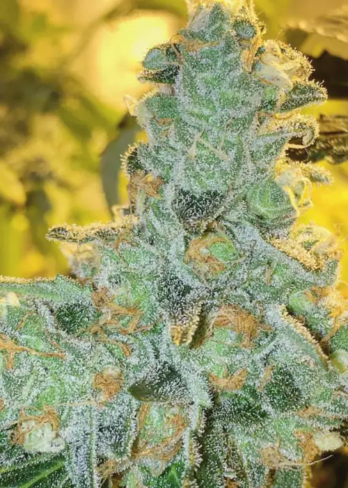 Lucid Blue by Gage Green, Photoperiod cannabis strain
