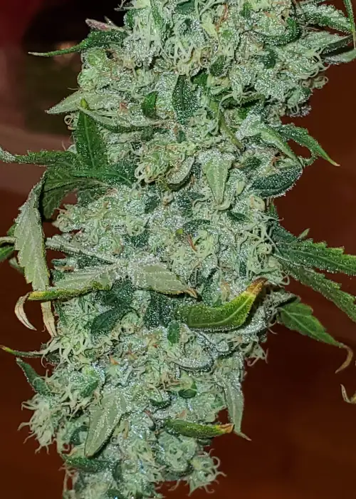 Lucky Charms by Bodhi Seeds, Photoperiod cannabis strain