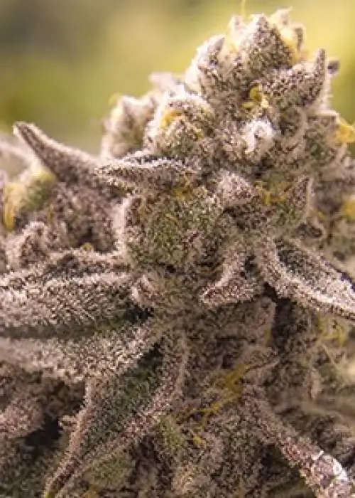 Lucky No Sleven by Moxie 710, Photoperiod cannabis strain