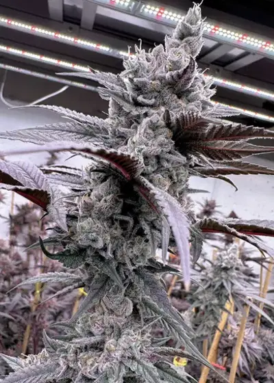 Lung Buster by Solfire Gardens, Photoperiod cannabis strain